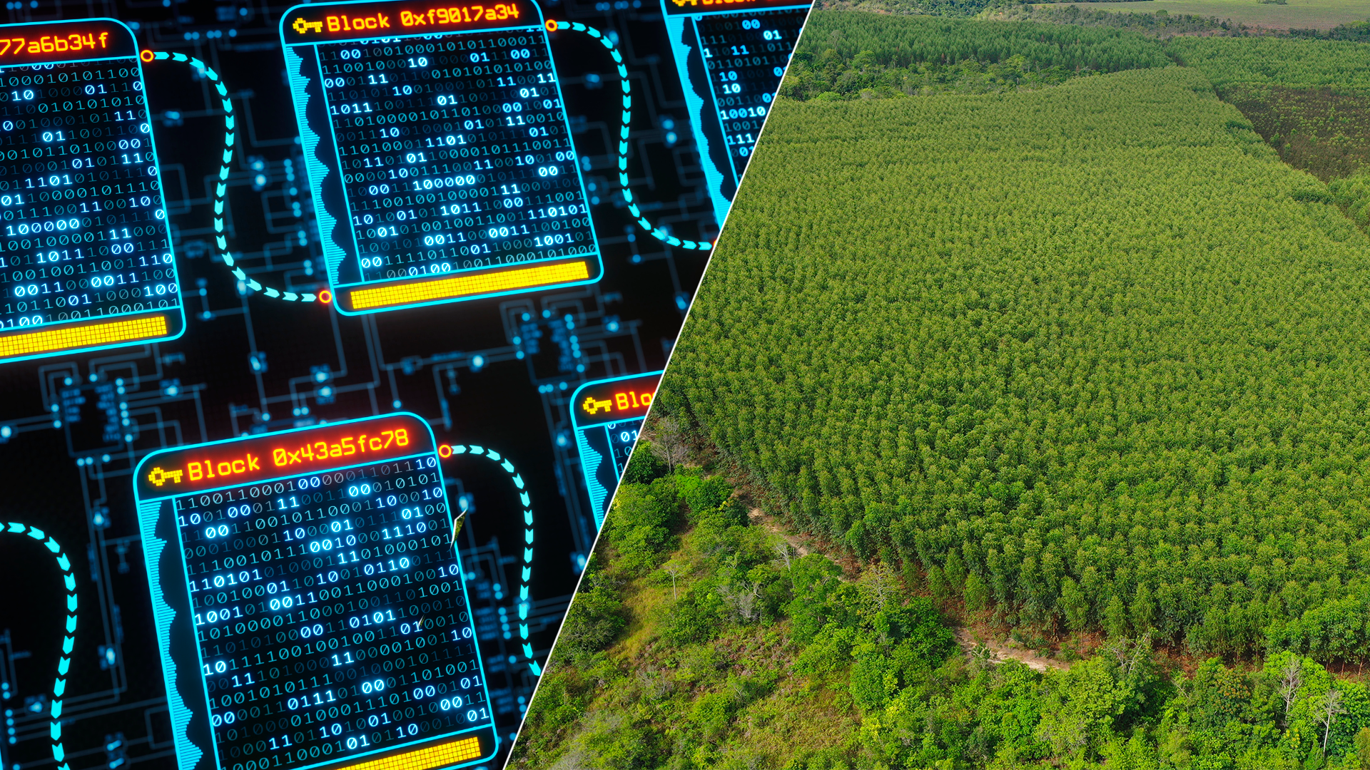 blockchain-setor-agroflorestal