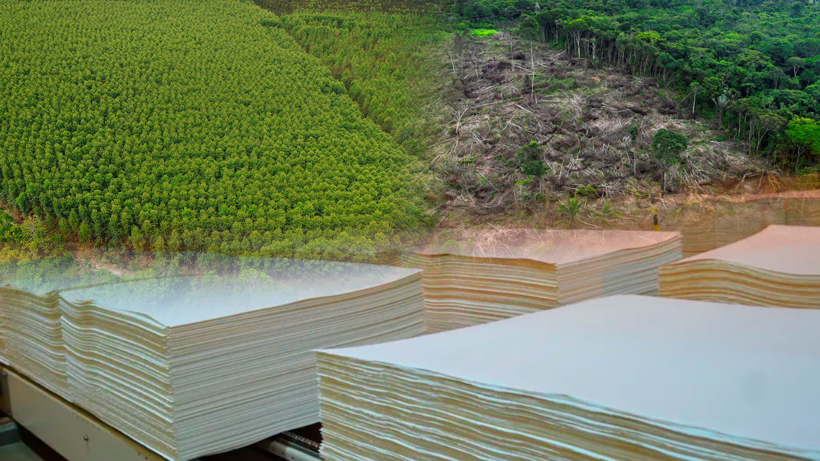Desmatamento: uma nova barreira ao crescimento da indústria de celulose brasileira